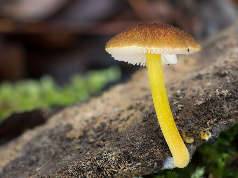 Pluteus vellingae